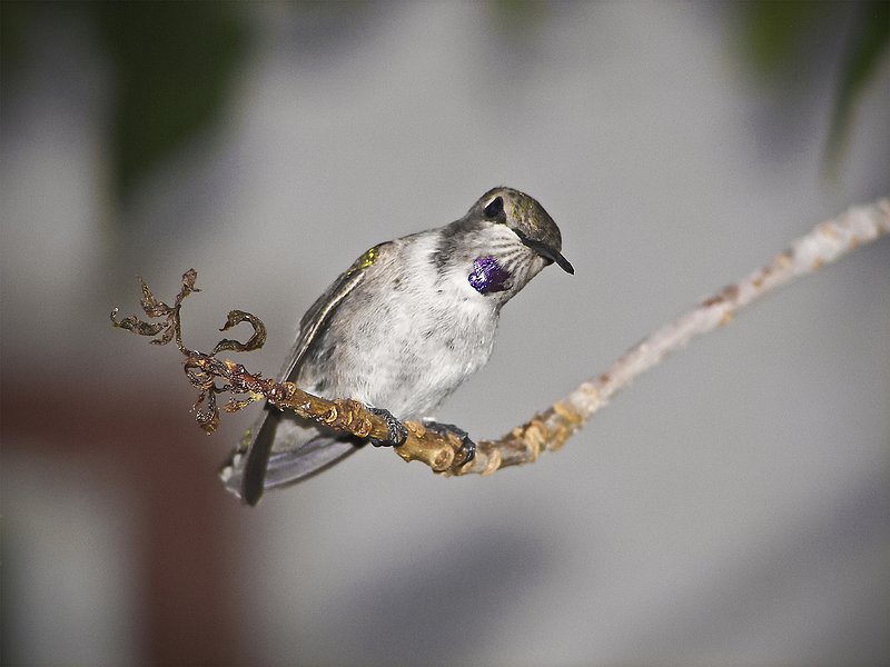 Purple throated hummy peering curiously 01 enlarged.jpg