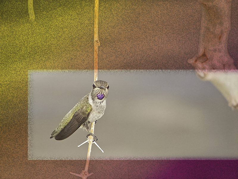Purple throated hummy peering curiously 02 enlarged.jpg