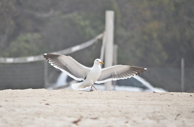 Seagull-curtsy.jpg