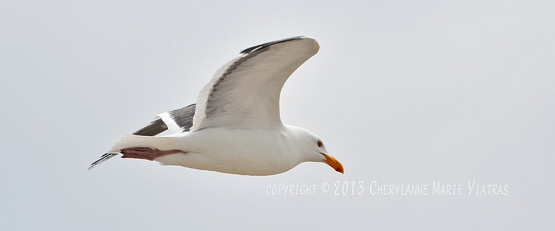 Seagull-in-flight-01-cropped.jpg
