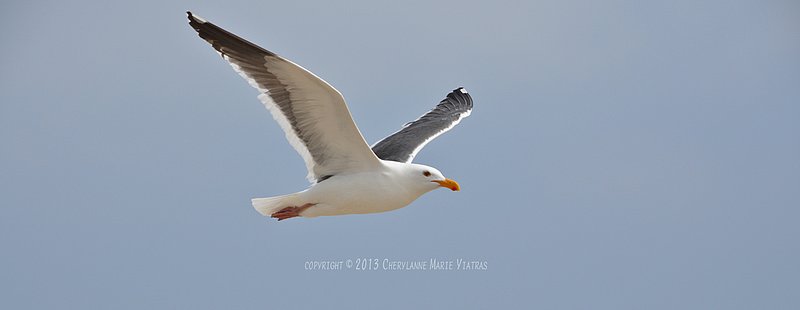 Seagull-in-flight-02-cropped.jpg