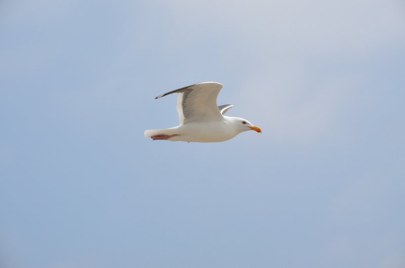 Seagull-in-flight-03.jpg