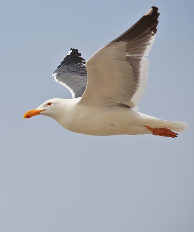 Seagull-in-flight-04.jpg