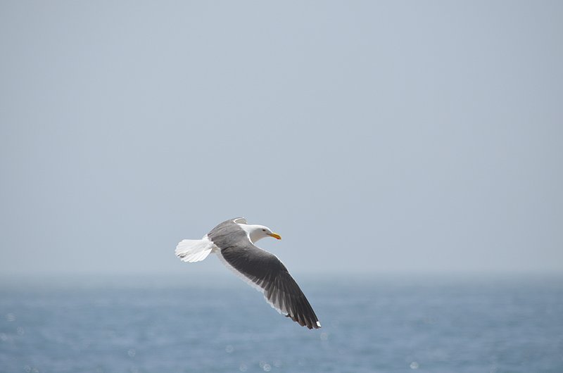 Seagull-in-flight-05.jpg