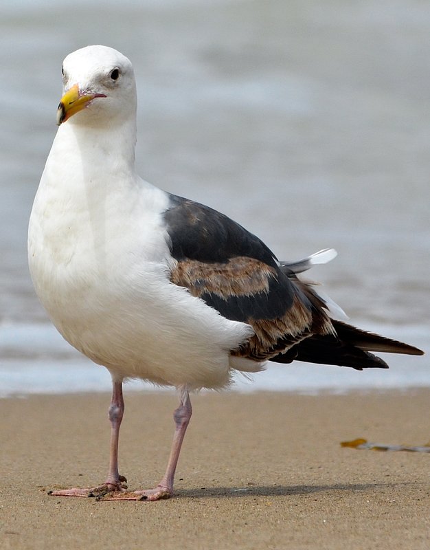 Seagull-on-beach-01.jpg