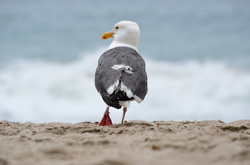 Seagull-on-beach-02.jpg