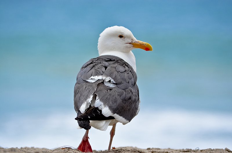 Seagull-on-beach-03.jpg