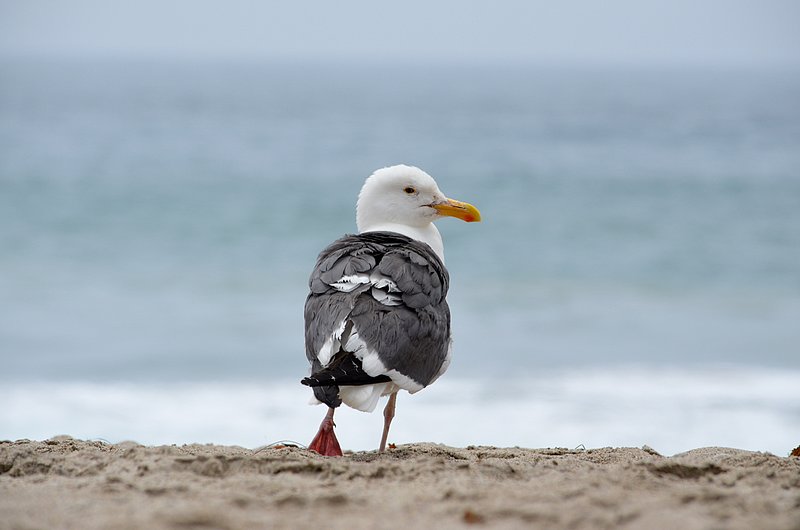 Seagull-on-beach-04.jpg