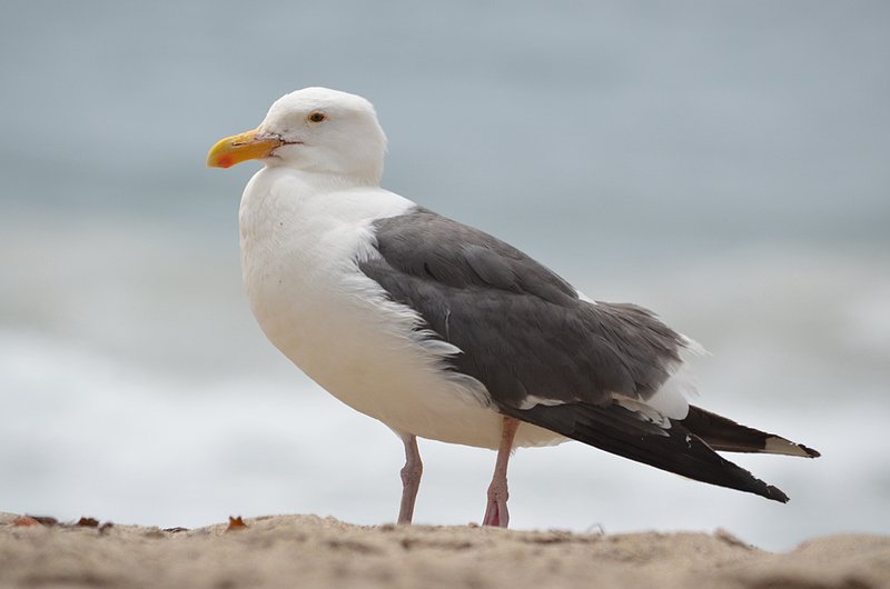 Seagull-on-beach-05.jpg