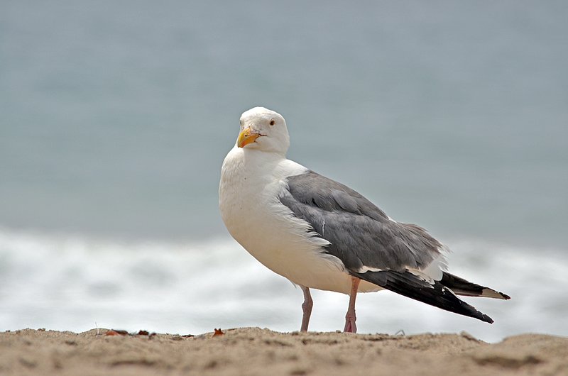 Seagull-on-beach-06.jpg