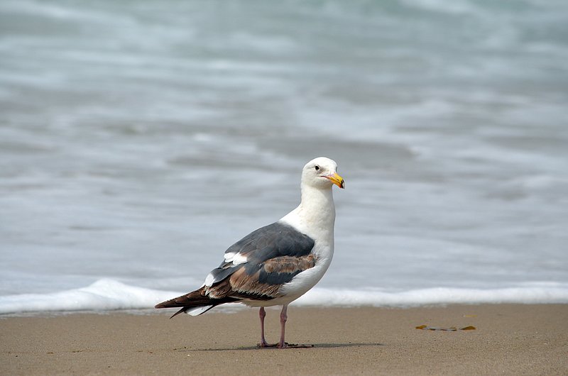 Seagull-on-beach-07.jpg