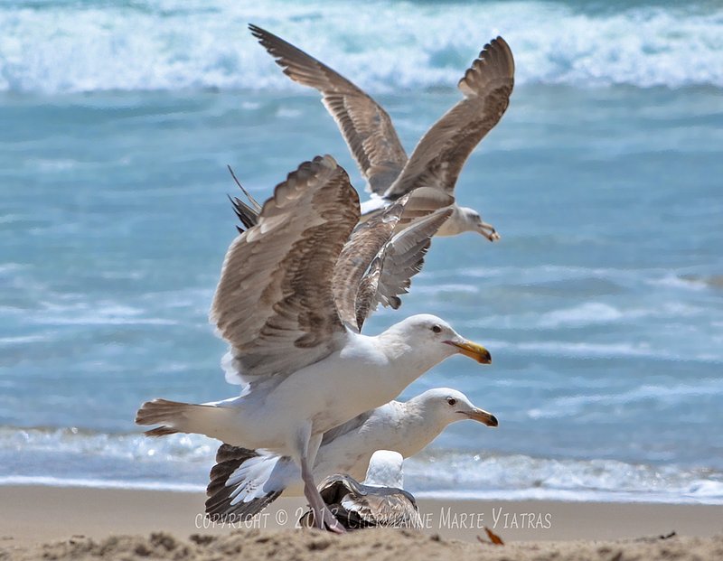 Seagulss-in-actions.jpg