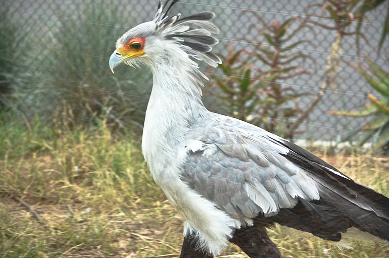Secretary-Bird.jpg