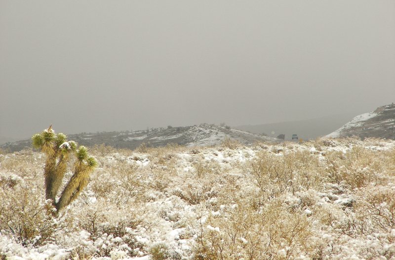 Snow touched cactus.jpg
