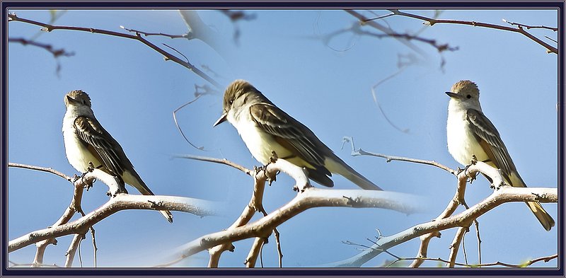 Song Bird panel 02 13x19 - Pueblo Park Las Vegas NV..jpg