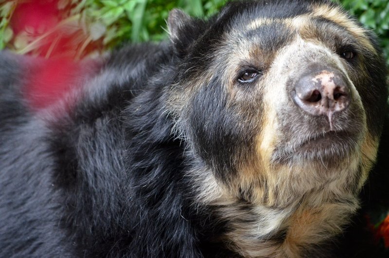 Tommy---Andean-Speckled-So-Amer-Bear.jpg