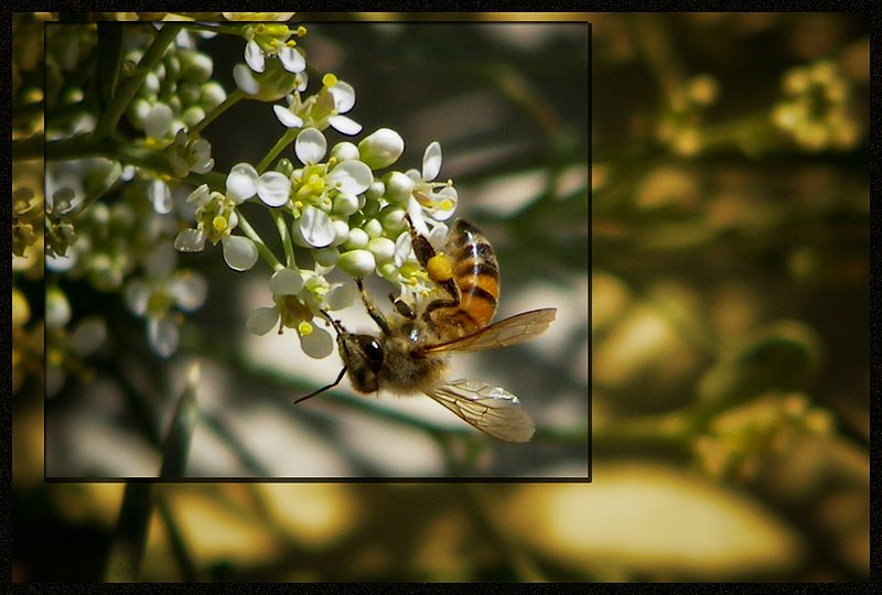 Upside down bee.jpg