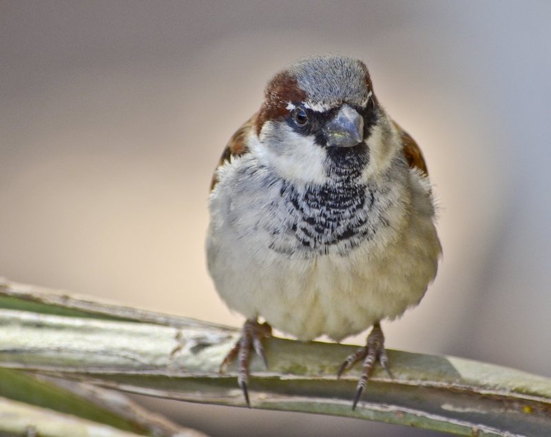 Whatchu-talkin-about.jpg