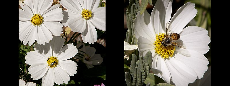 White Flowers with bee panel.jpg