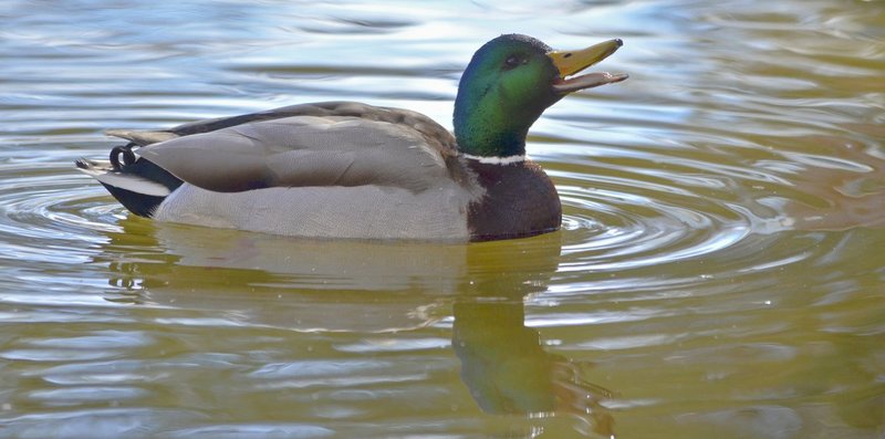 duck.jpg