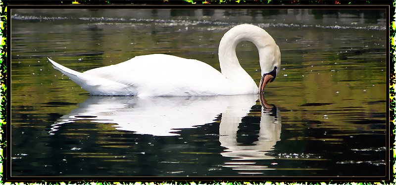 golden swan.jpg