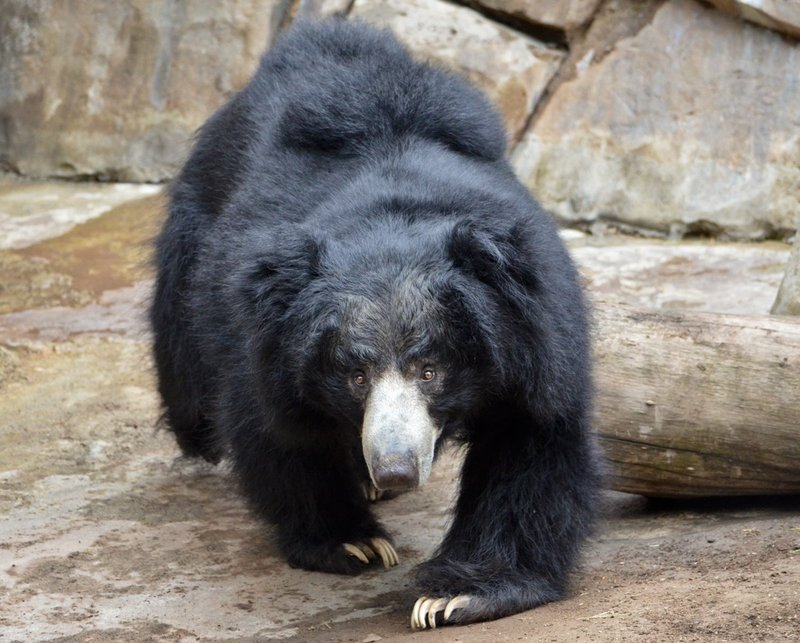 sloth-bear.jpg