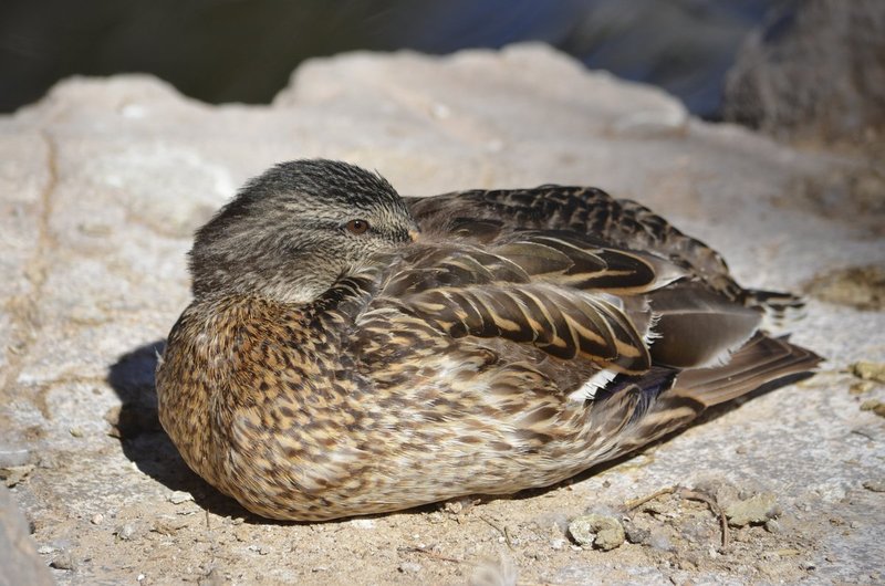 snuggles.jpg