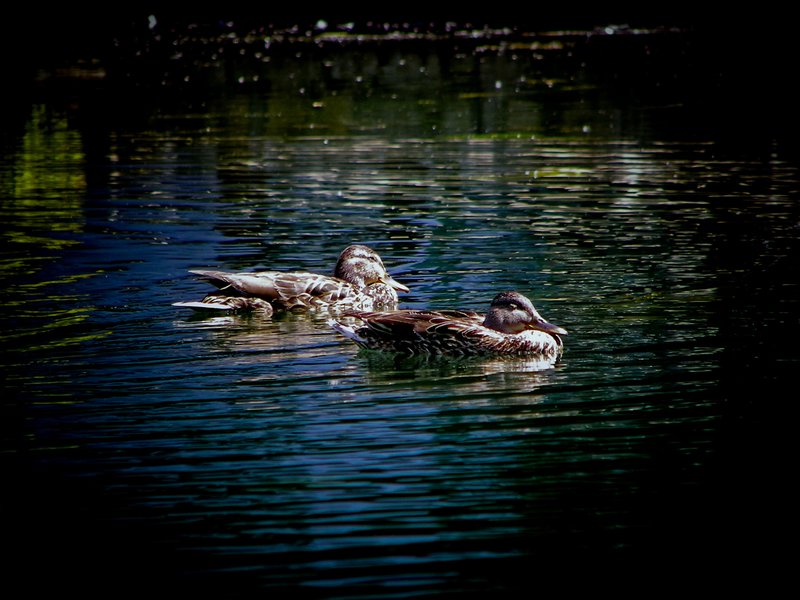 swimming nap.jpg