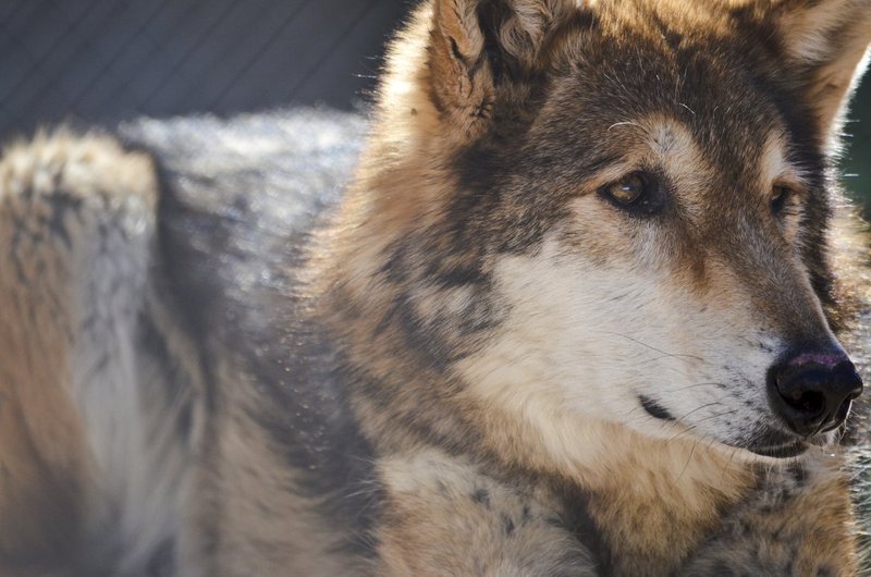 wolf01.jpg