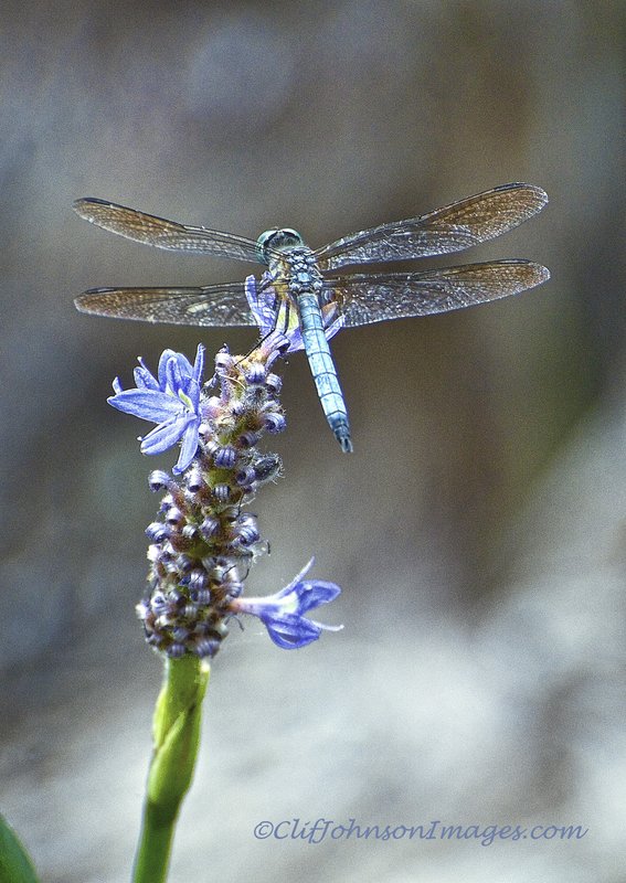 Blue Dragon Fly8x12s.jpg