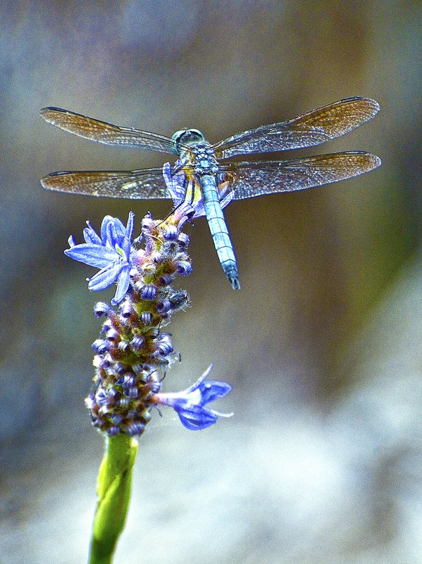 Blue DragonFly c1.jpg