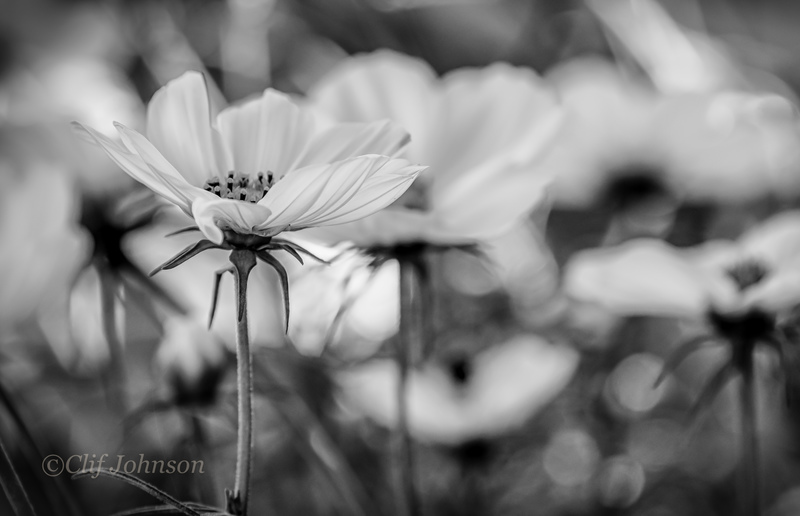 CWJ_2505-Edit-Edit-Edit-1.jpg
