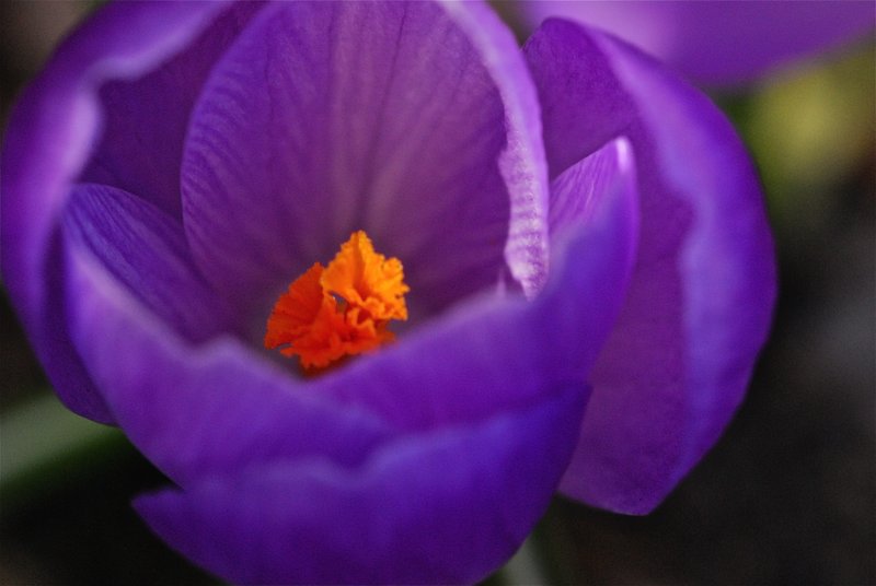 DSC_0971.jpg