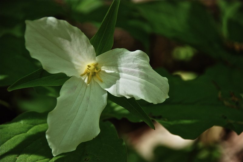 DSC_2708.jpg :: Lone Trillium