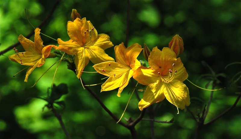 DSC_3046.jpg :: Natural Yellow