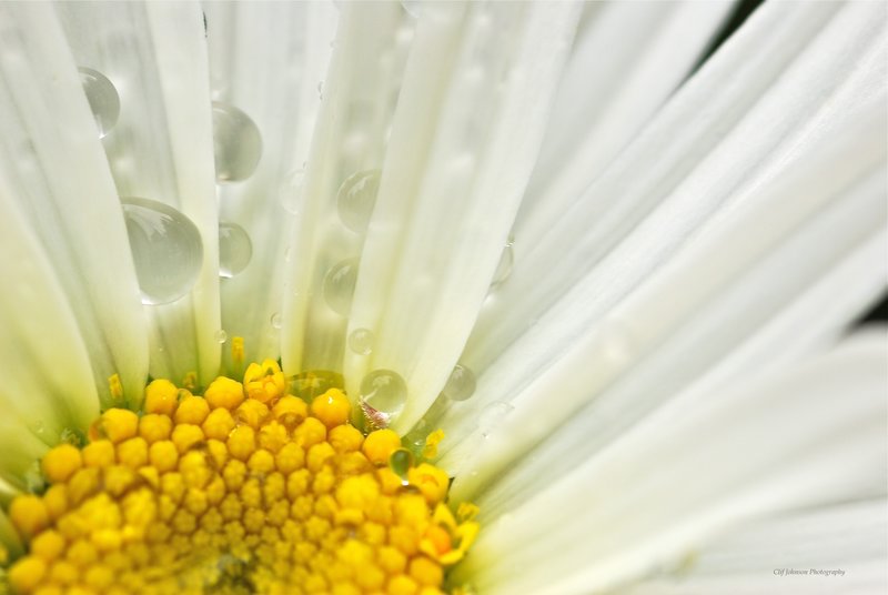 Daisey quarter water shot1.jpg