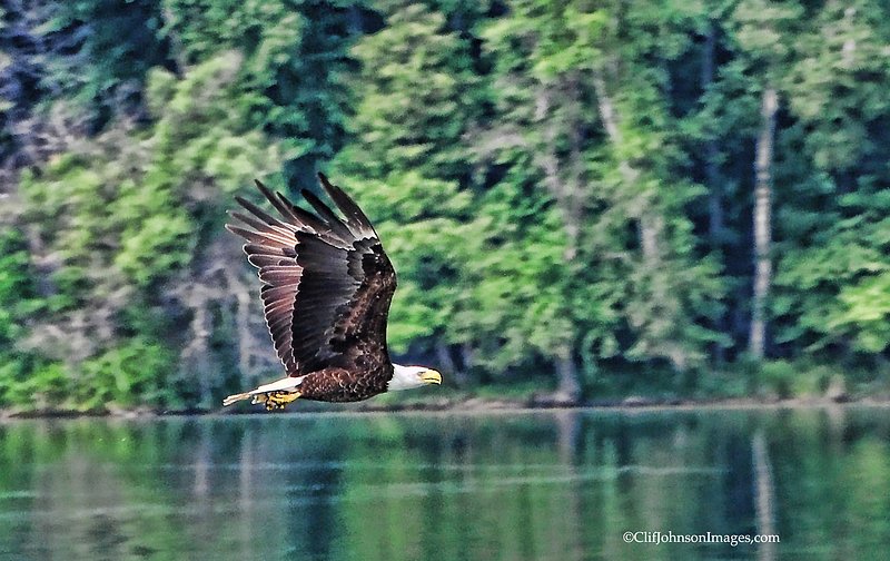 Eagle over Lake Ann 10x16s.jpg