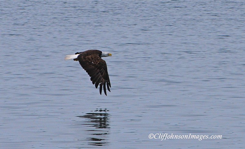 Eagle over water8x12s2.jpg