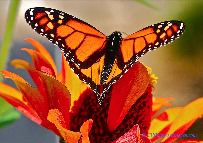 Garden Monarch 10x16 4707.jpg