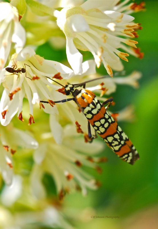 Garden beatle with ant.jpg