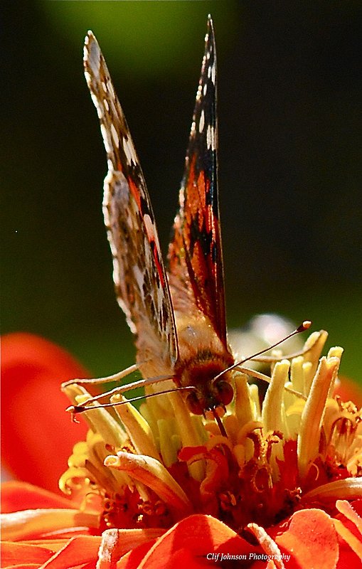 Garden butterfly on Zinnia_4524.jpg