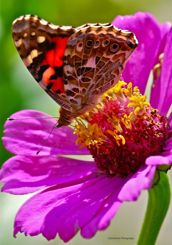 Garden butterfly on purple zinnia_4557.jpg