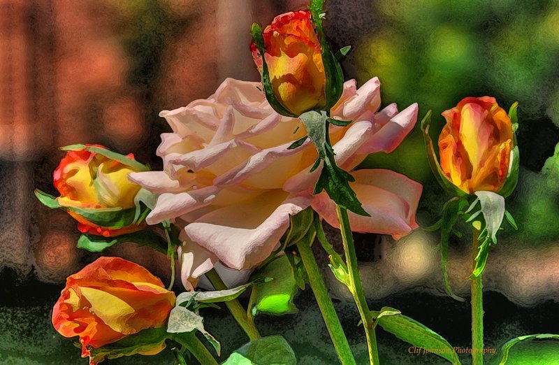 Juies Garden Roses.jpg