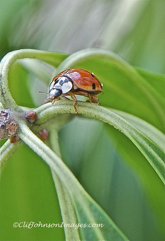 Ladybug312.jpg