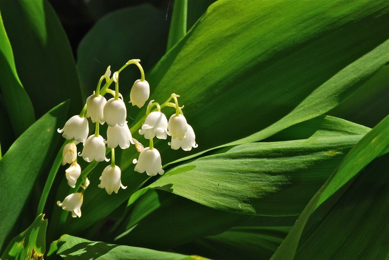 Lily of the Valley 1632.jpg