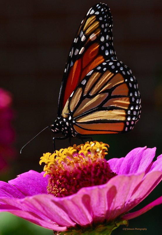 Monarch in sun  4718.jpg