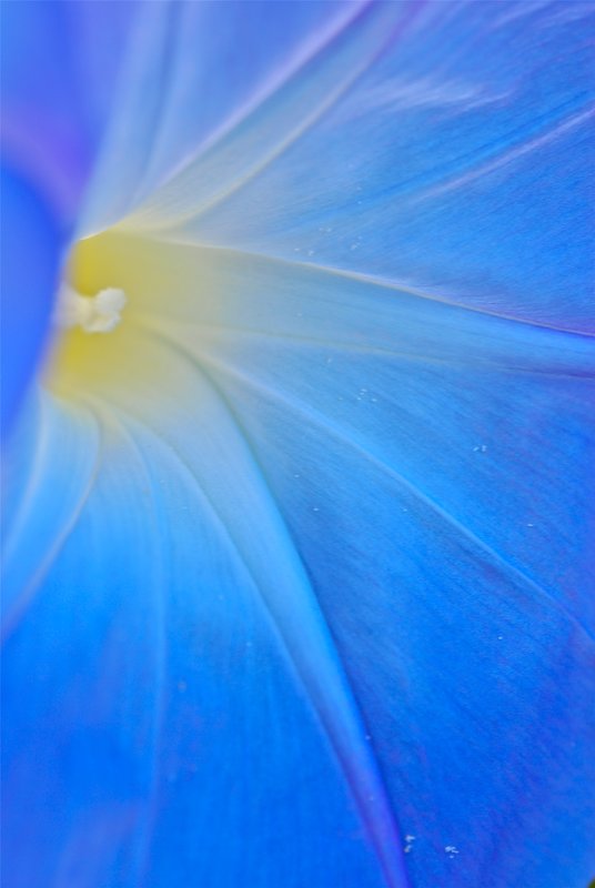 Morning Glory 4660.jpg