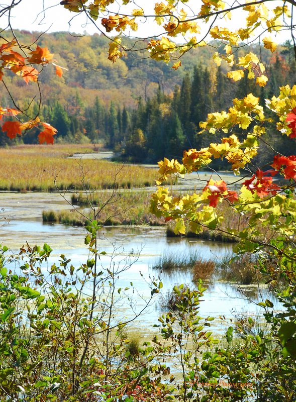 October colors winding river 4913.jpg