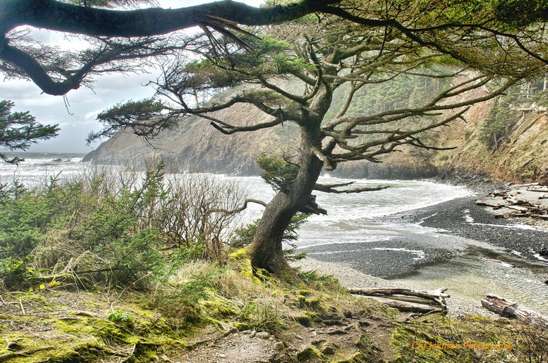Oregon Coast treeT 8x12 0725.jpg