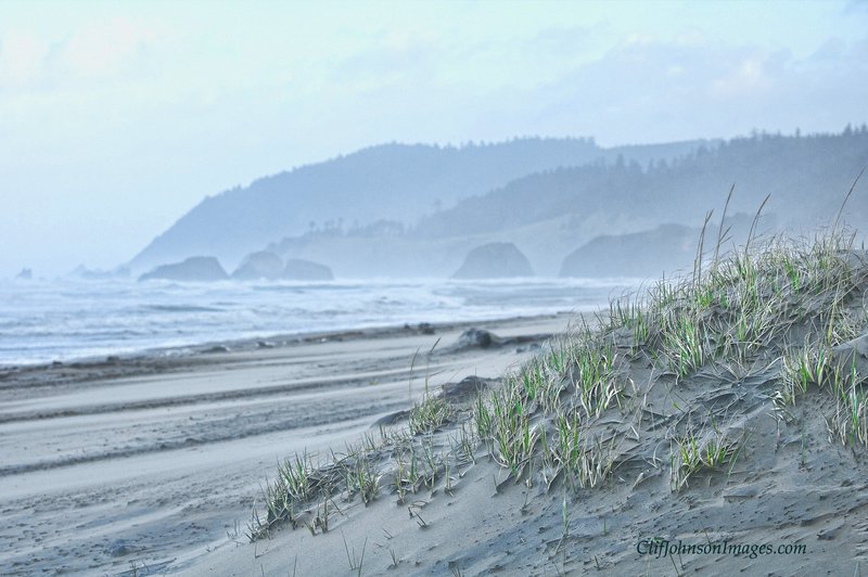 Oregon dune grass 8x12 0411 copy.jpg